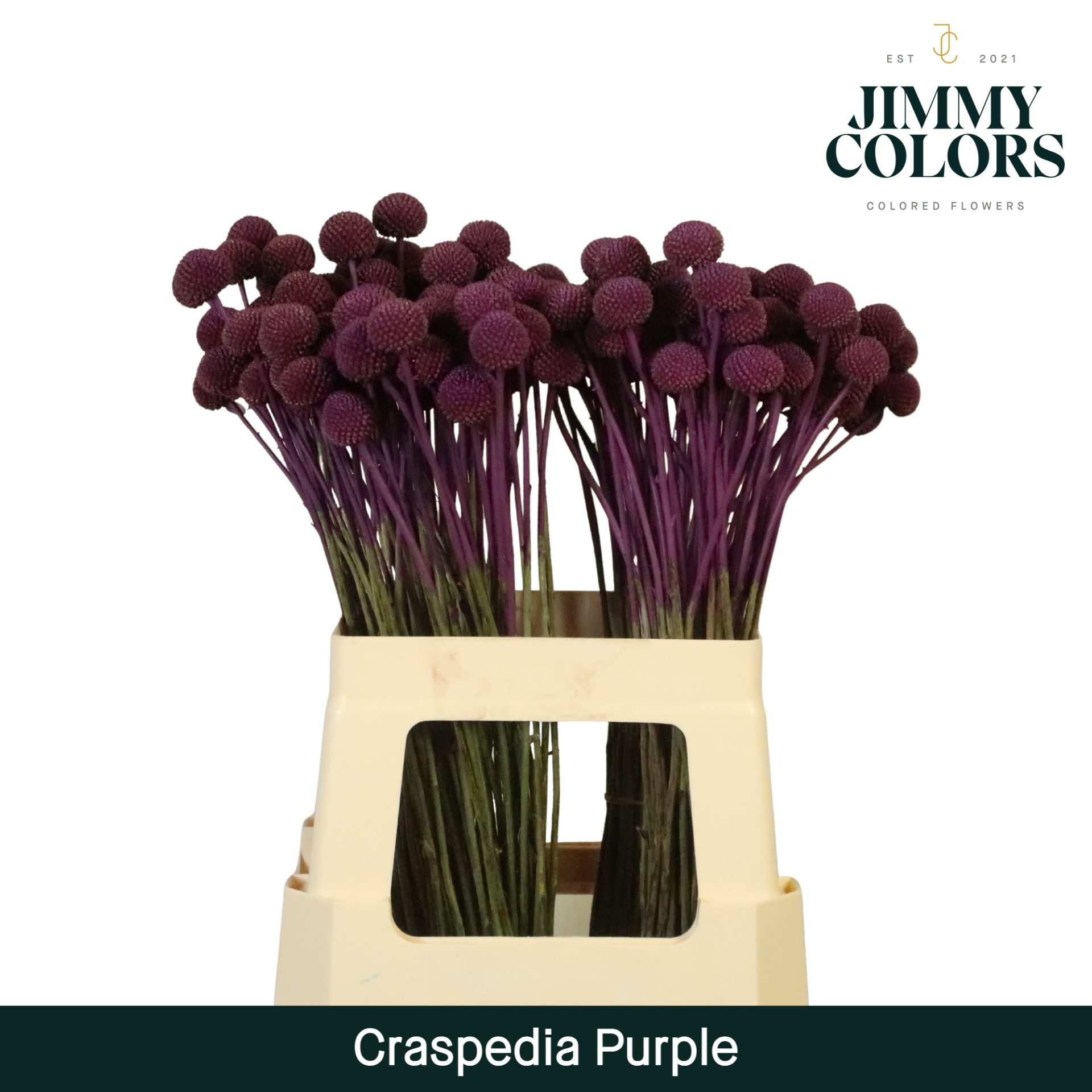 Craspedia L60 Purple