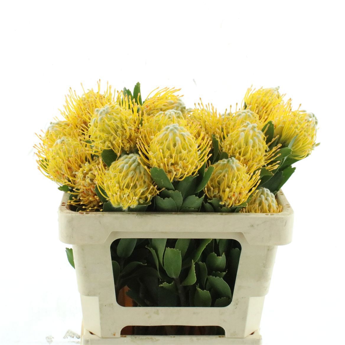 Asst Cutflowers 50cm