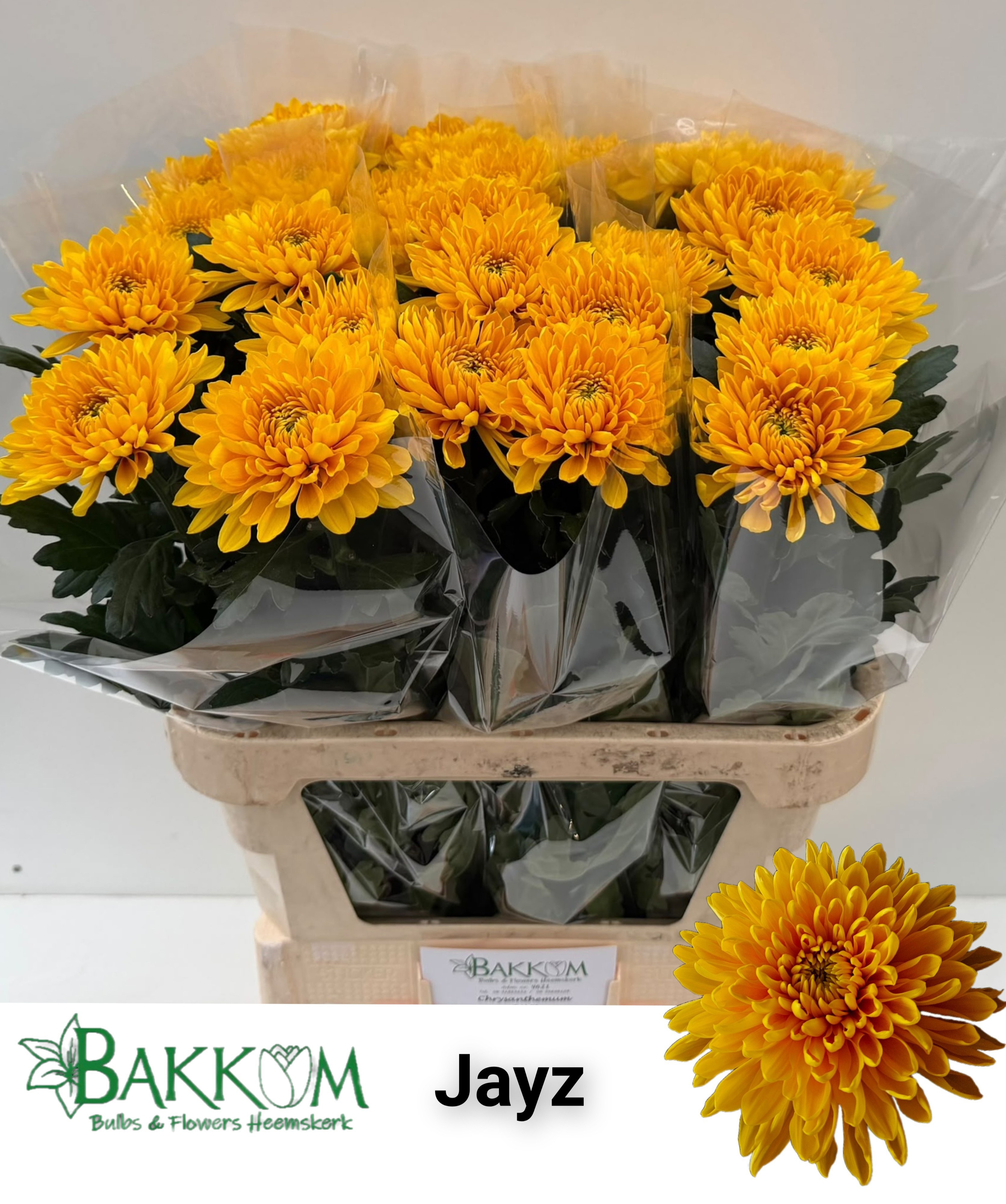 Chr G Jayz 80cm 115gram