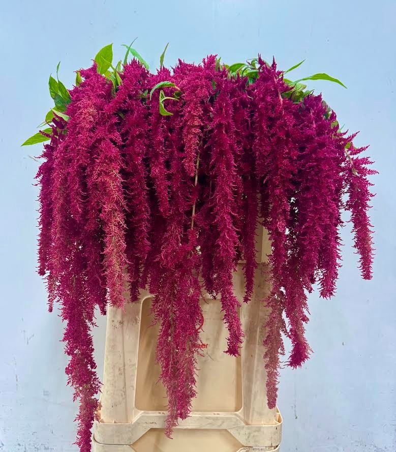 Amaranthus Hang Red Spider 80cm