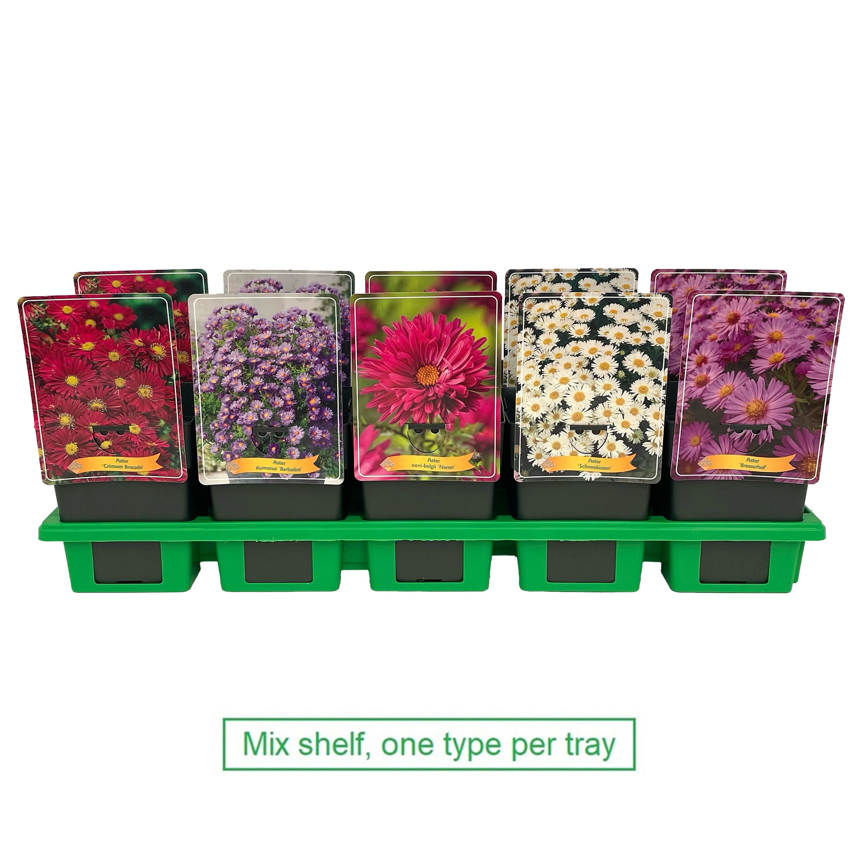 Picture of Aster mix 6x10 srt. per shelve P11