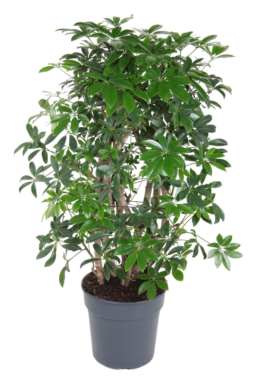 Picture of Schefflera Compacta P27 100CM