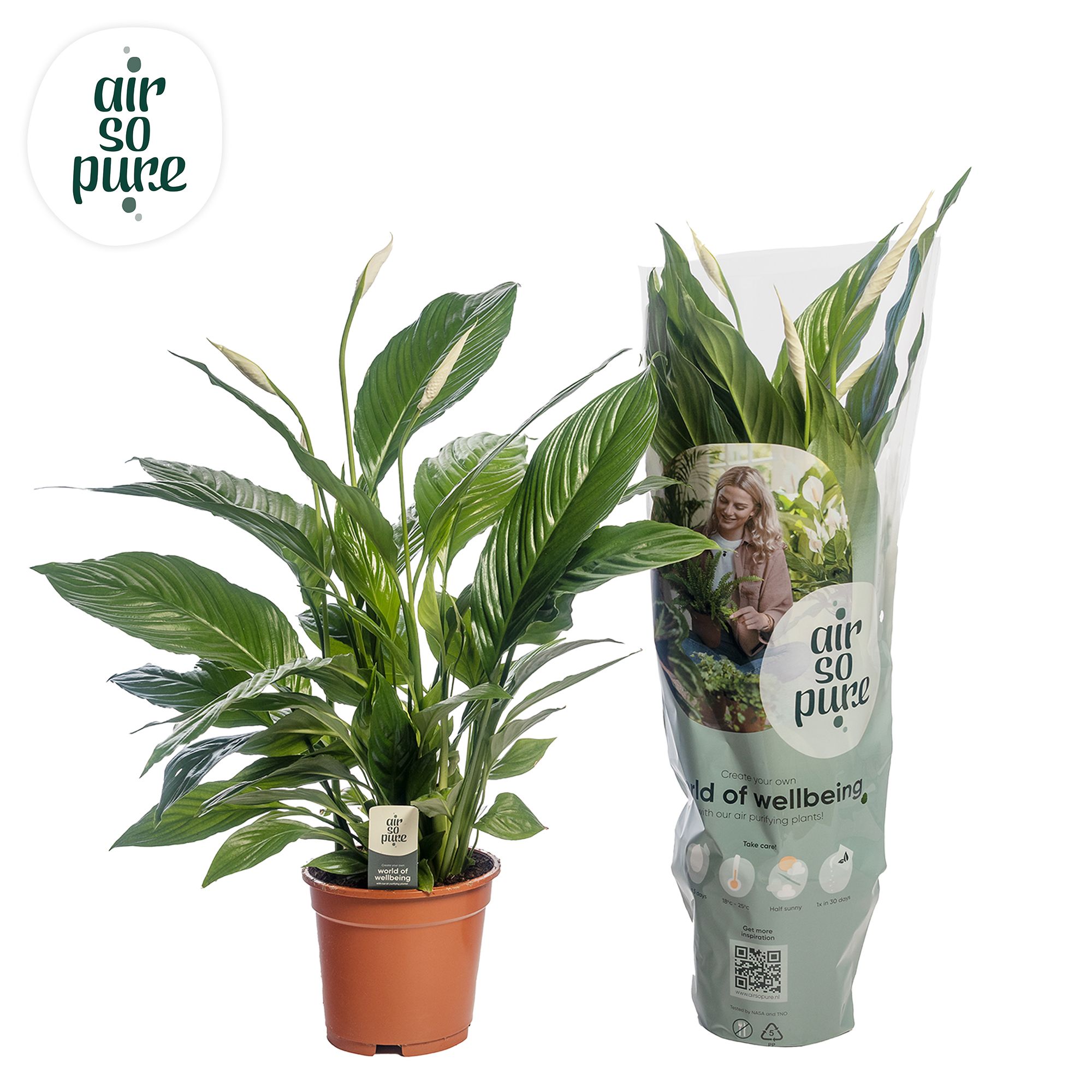 Spathiphyllum 'Vivaldi' AIR SO PURE