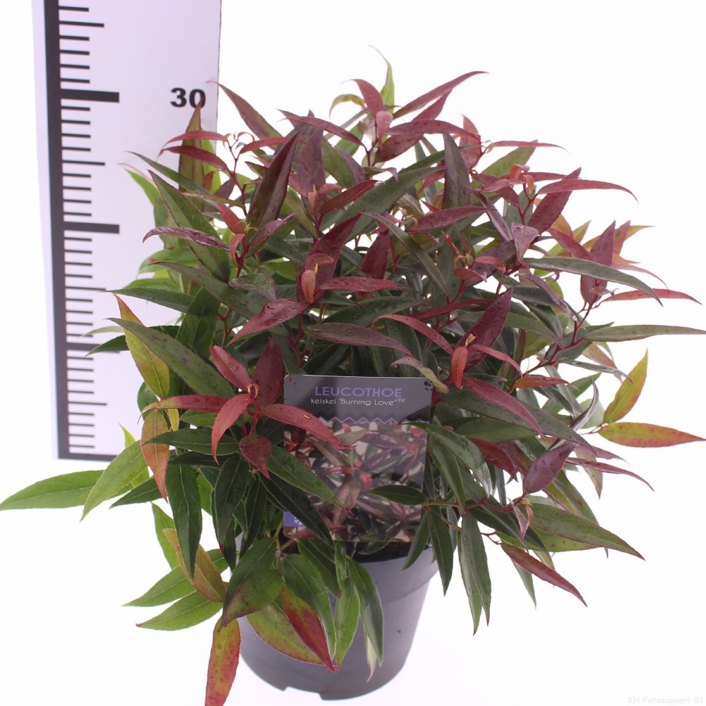 Picture of Leucothoe keiskei 'Burning Love'
