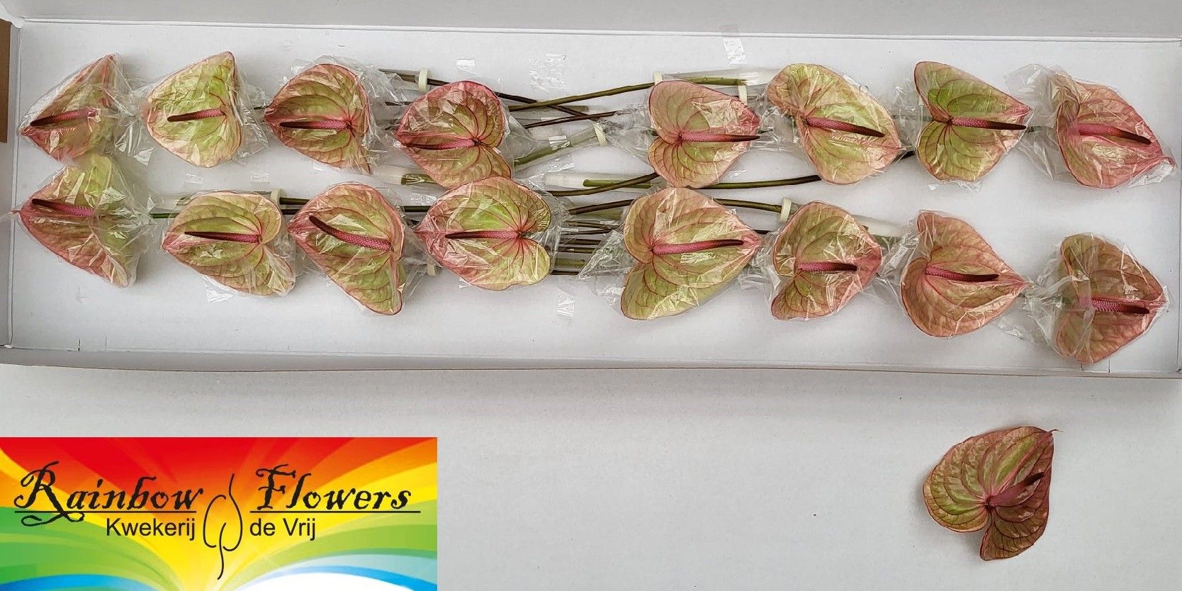 Anthurium Marijke 11Ø