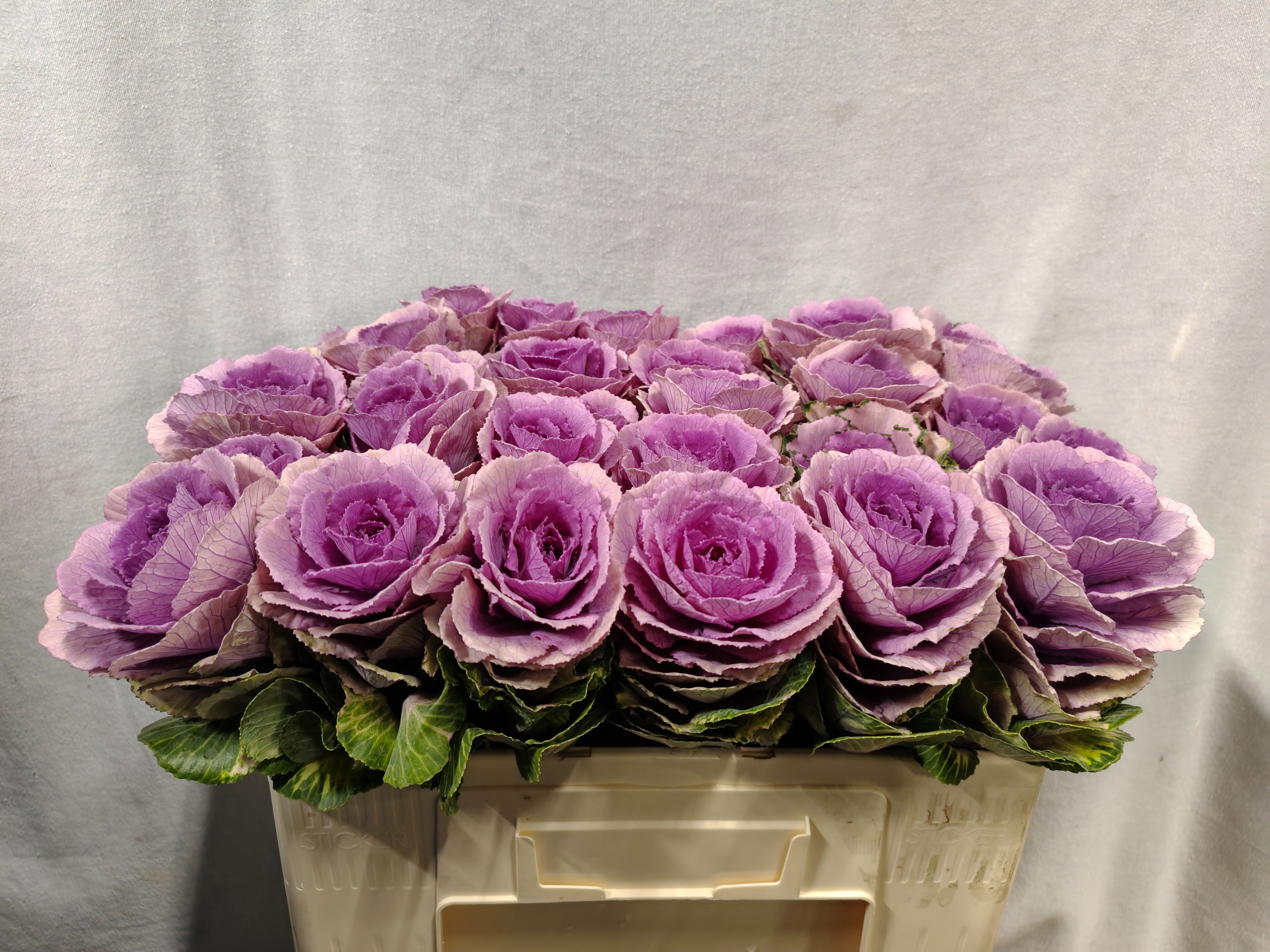 Brassica Crane Pink 50cm