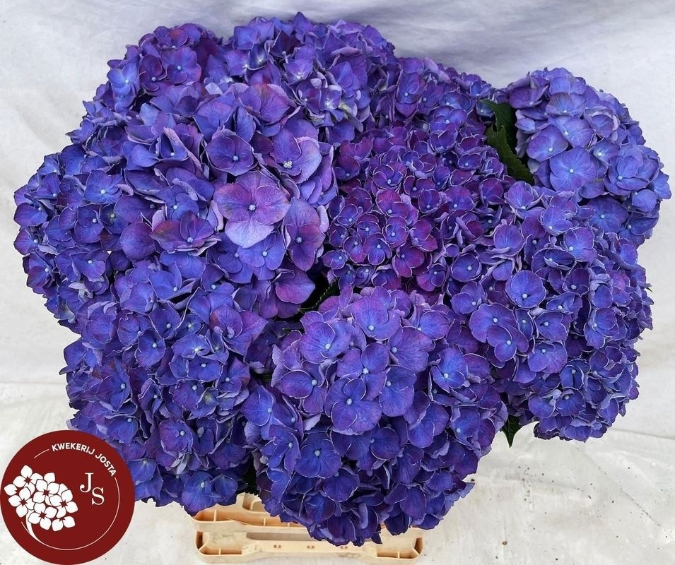 Hydrangea Rodeo Purple 60cm 18Ø