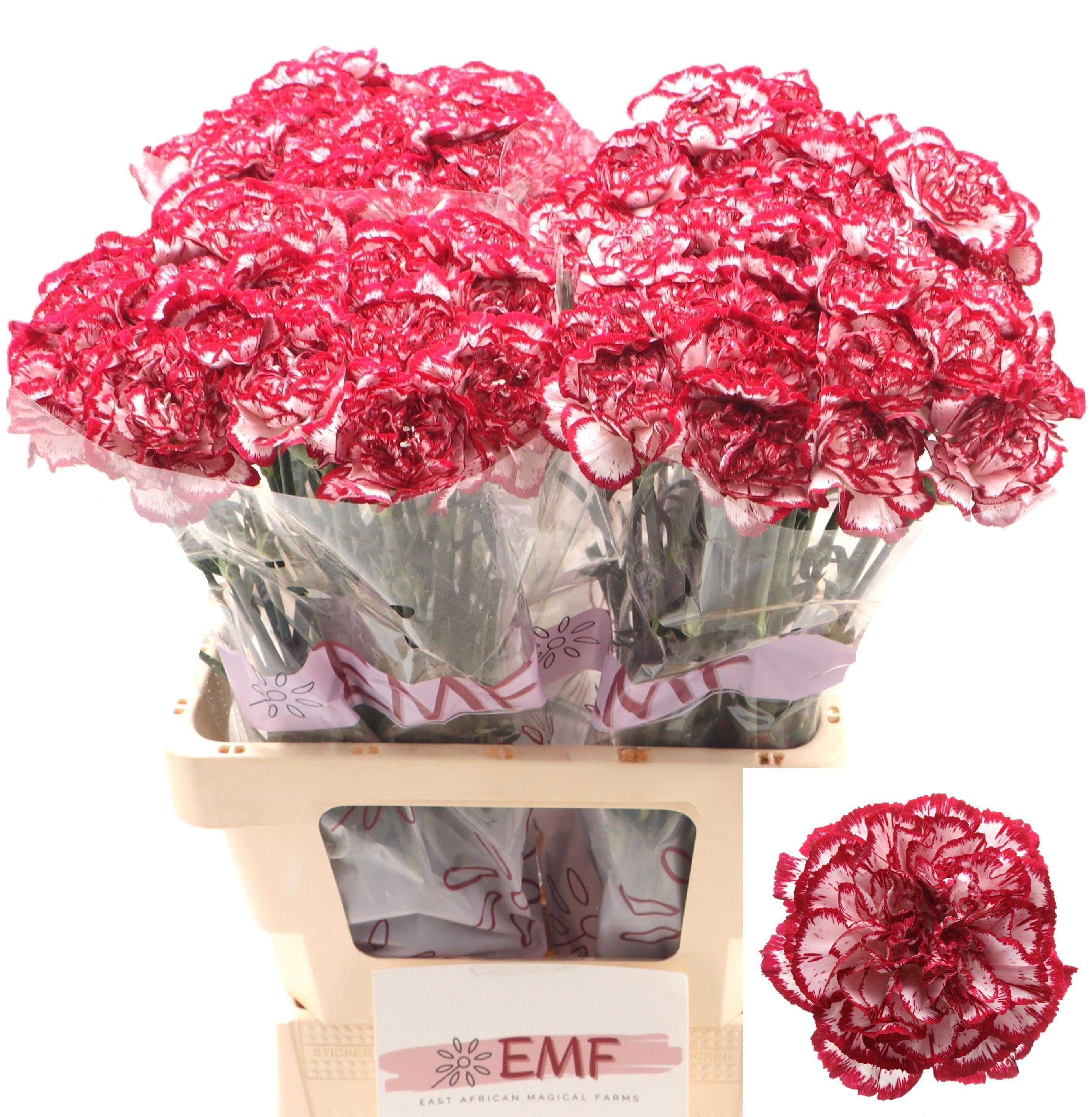 Dianthus St Bacarat 60cm