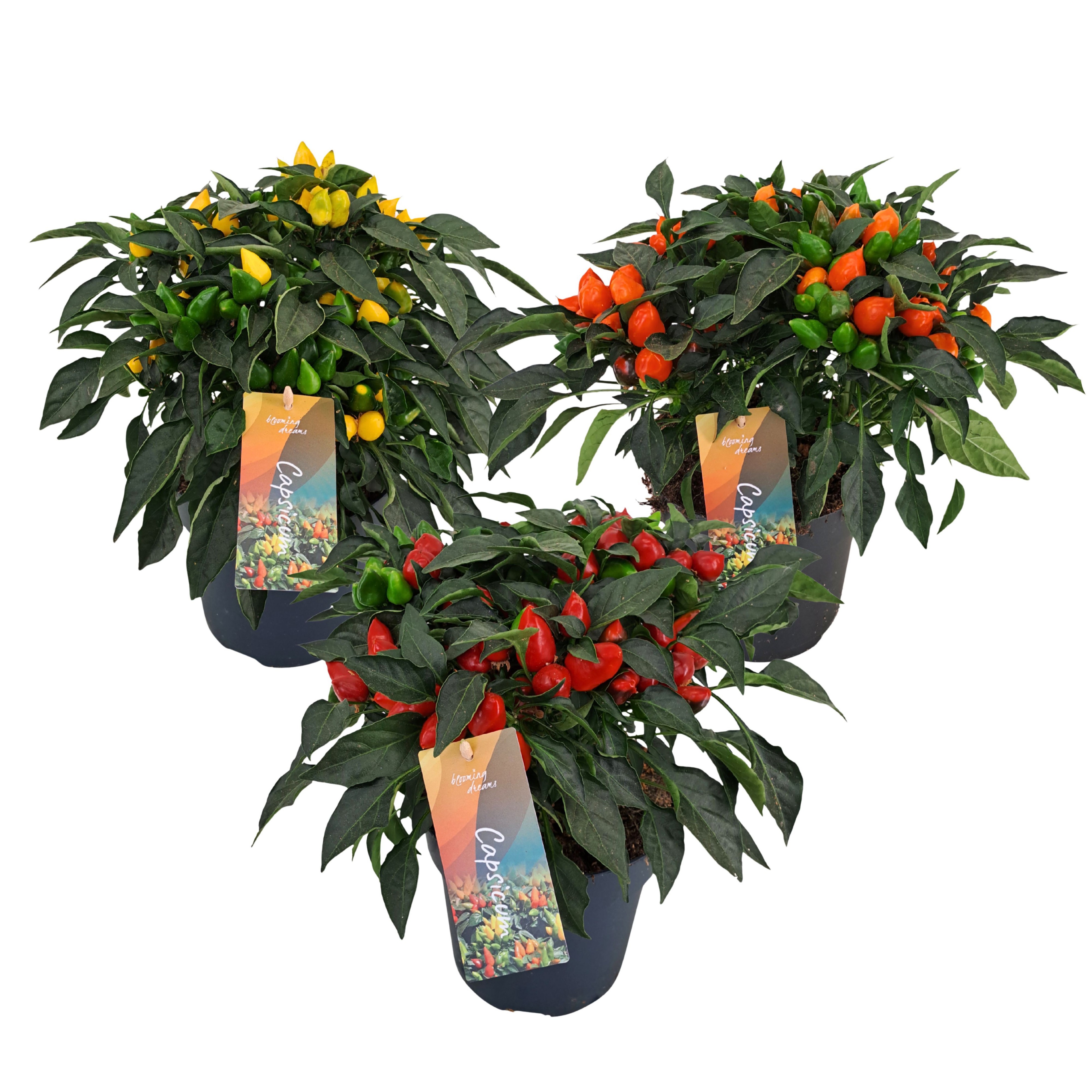 Capsicum annuum 'Mambo' gemengd