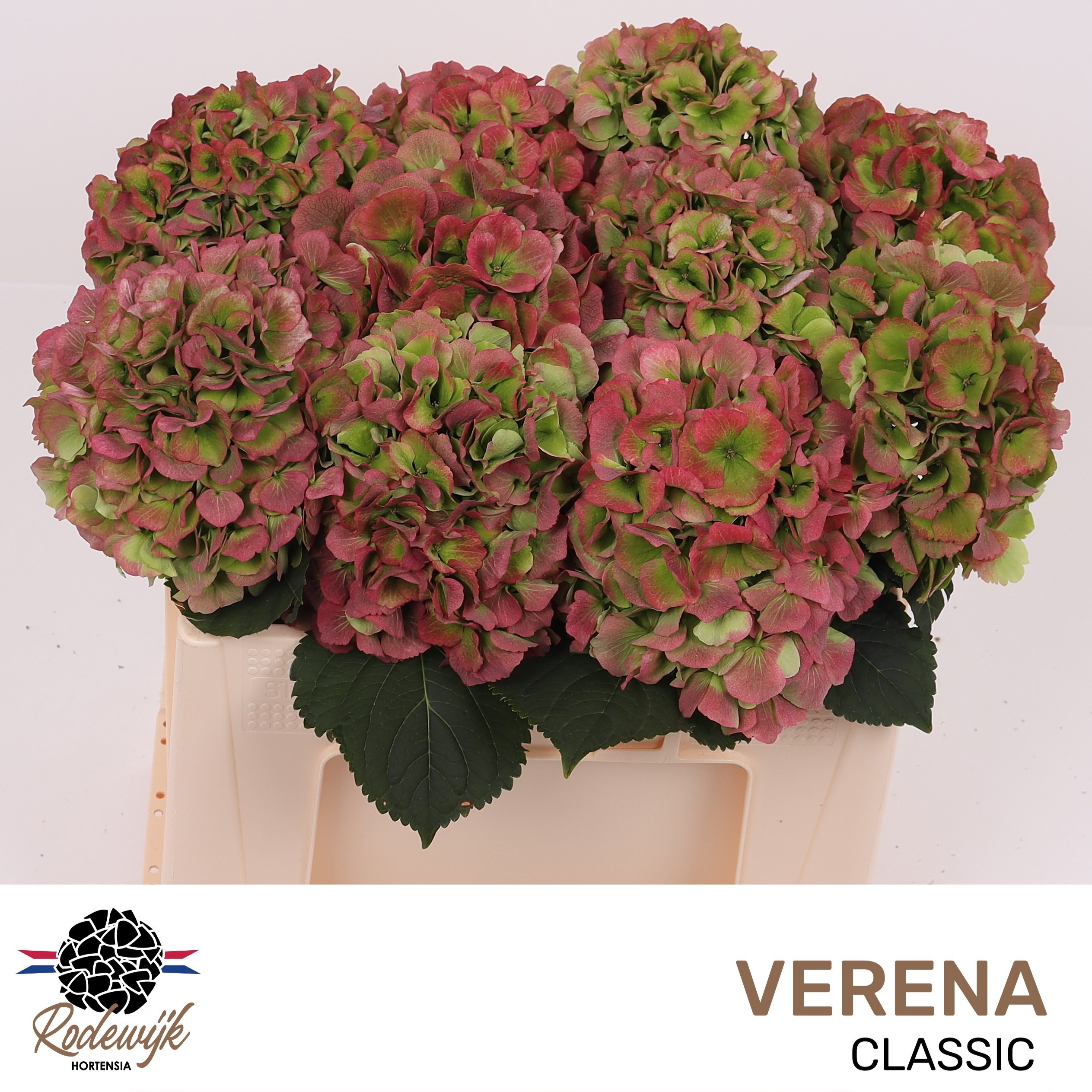 Hydrangea Verena Classic Pink 50cm 16Ø