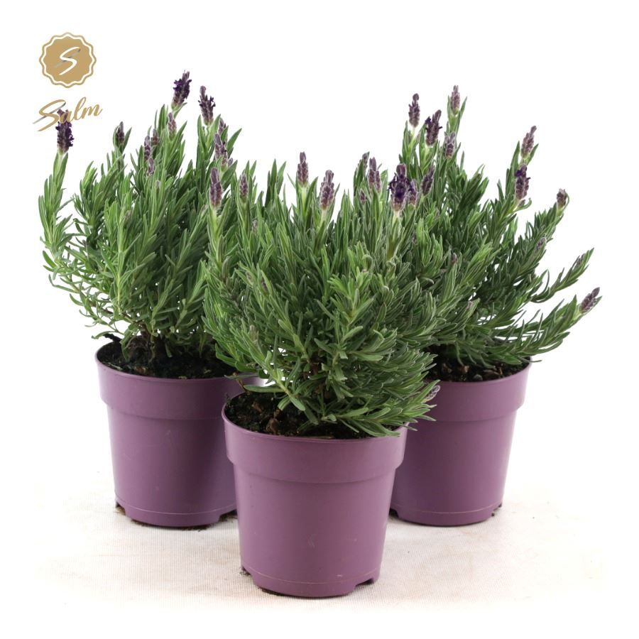 Picture of Lavandula st. 'Anouk'® Collection P12