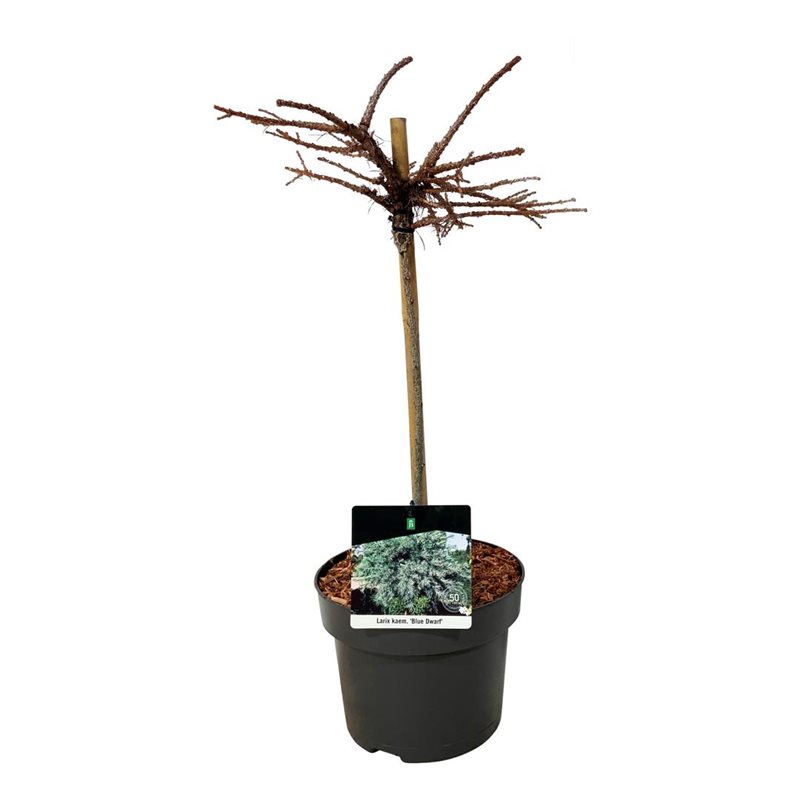 Picture of Larix kaempf. 'Blue Dwarf'