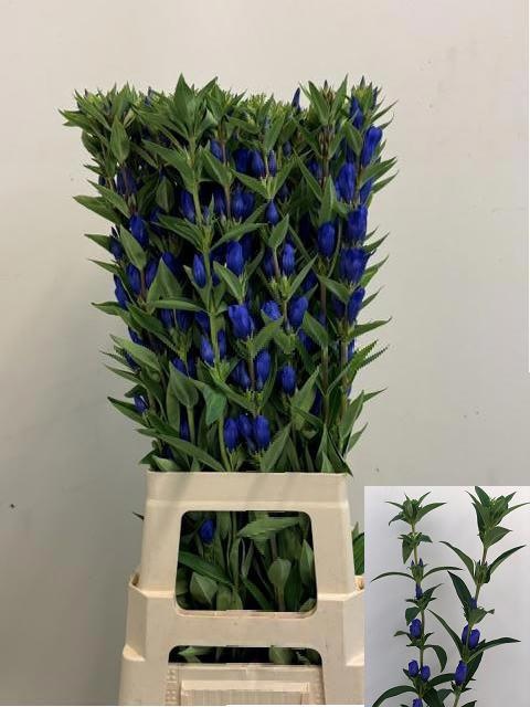 Genti Just Blue
