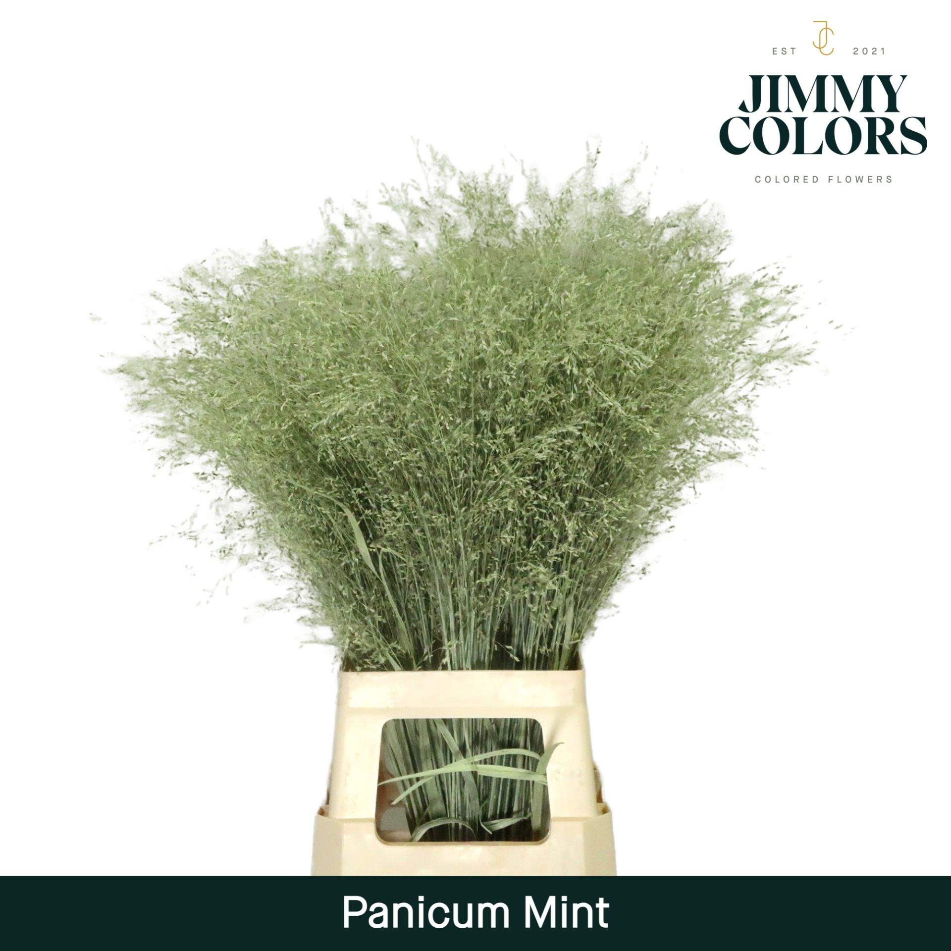 Panicum L90 Mint