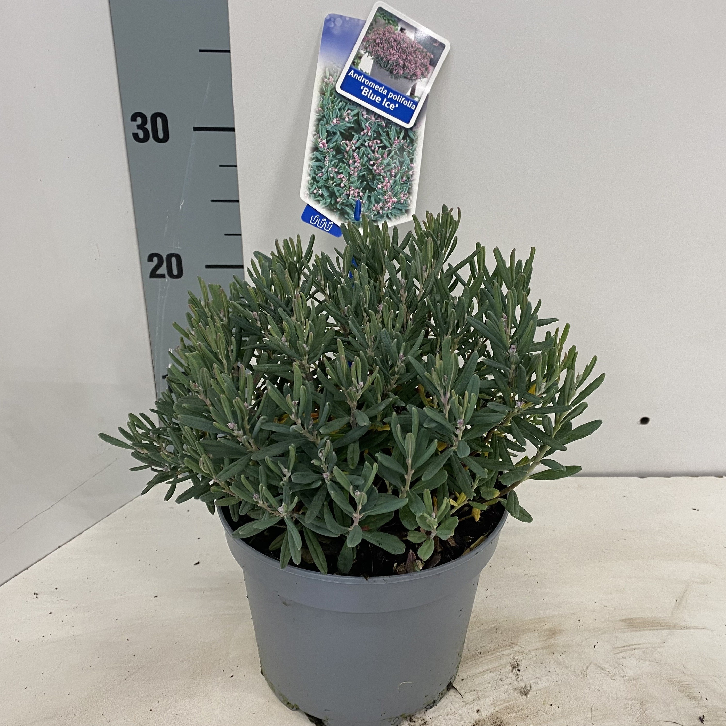 Picture of Andromeda polifolia 'Blue Ice'