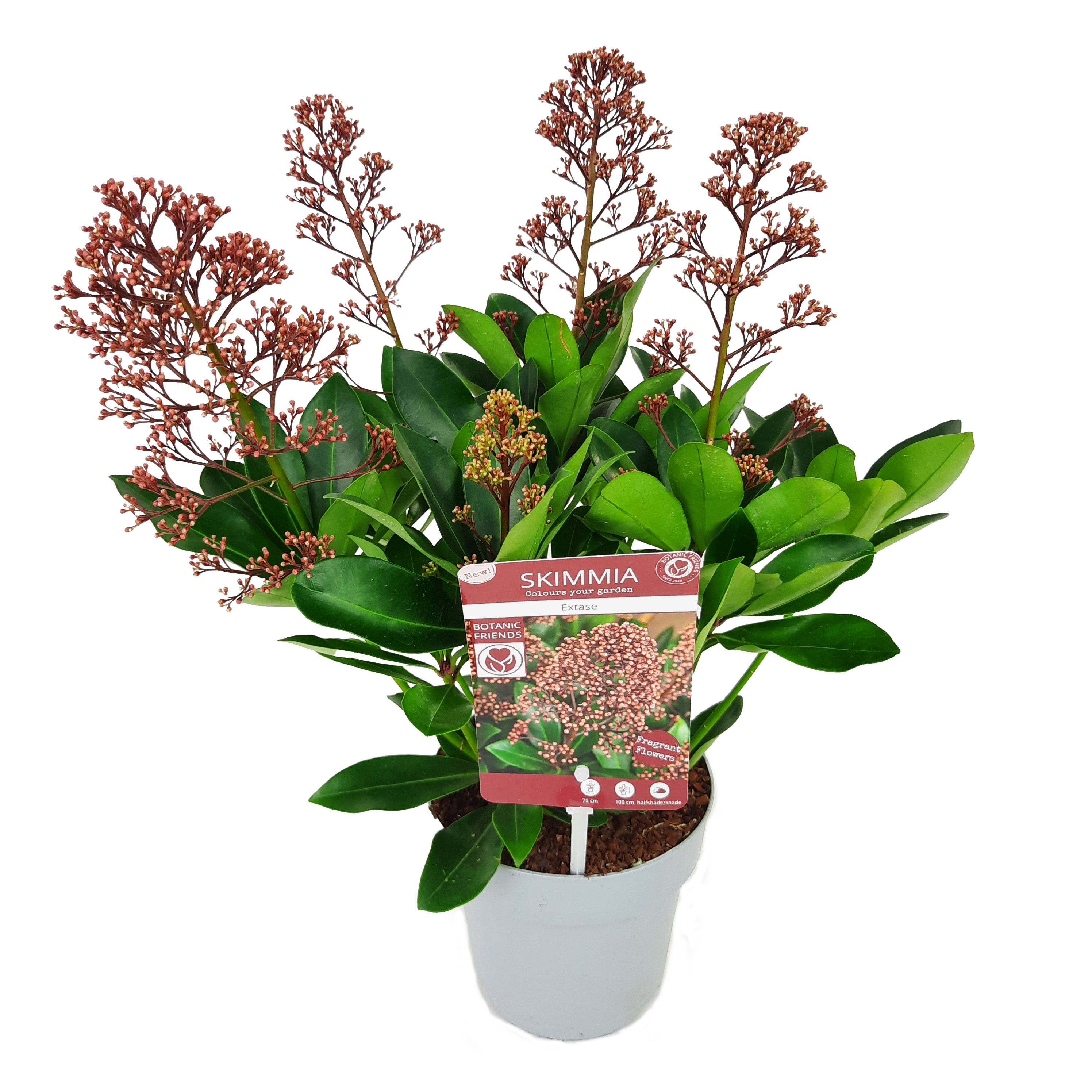 Picture of Skimmia jap. Extase