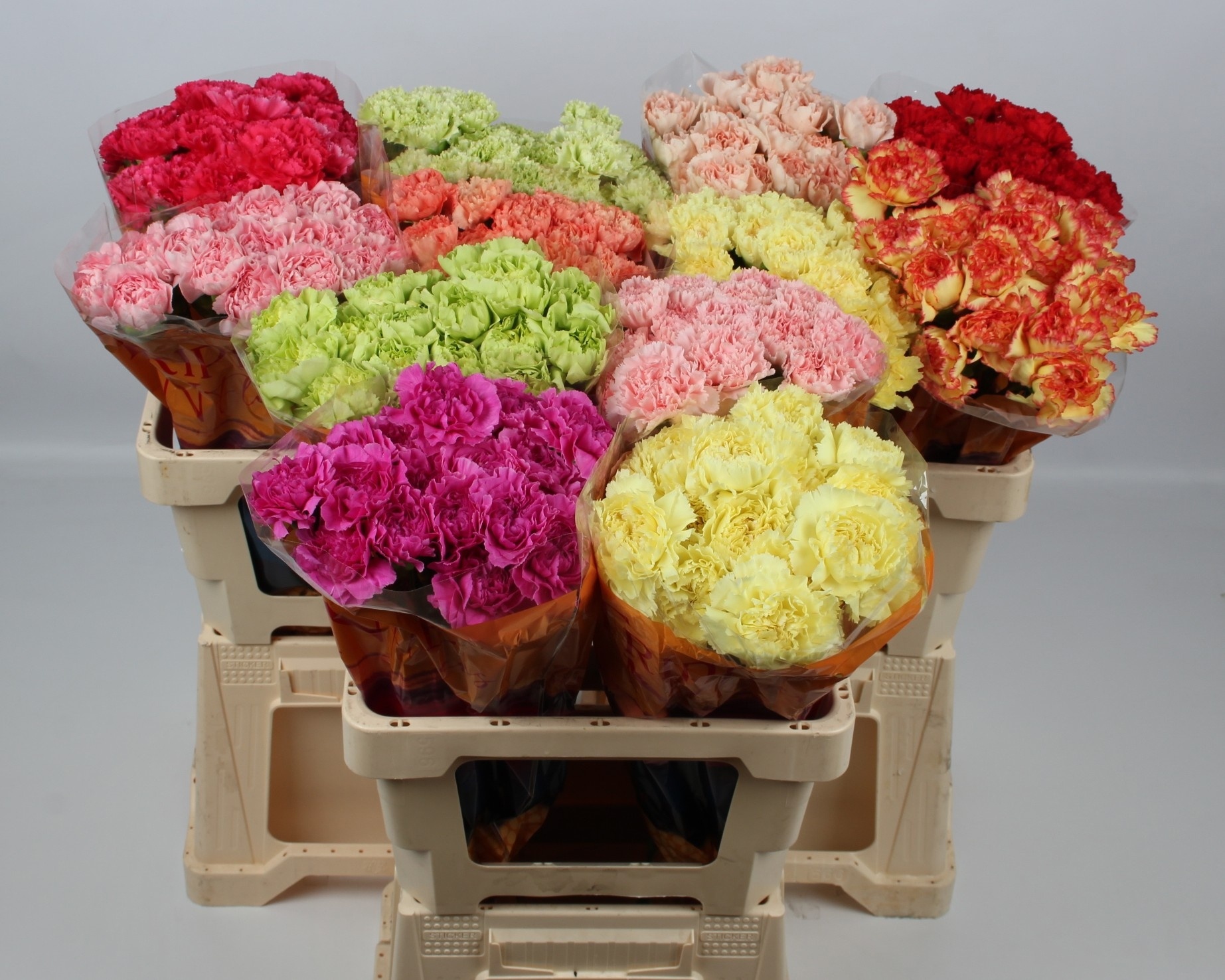 Dianthus St Mixed 50cm