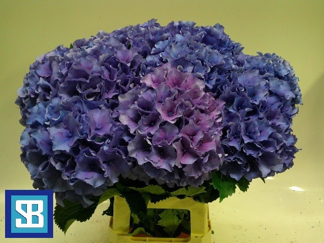 Hydrangea Royal Parade 70cm 19Ø
