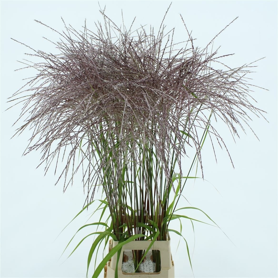 Misc Sinensis Ov