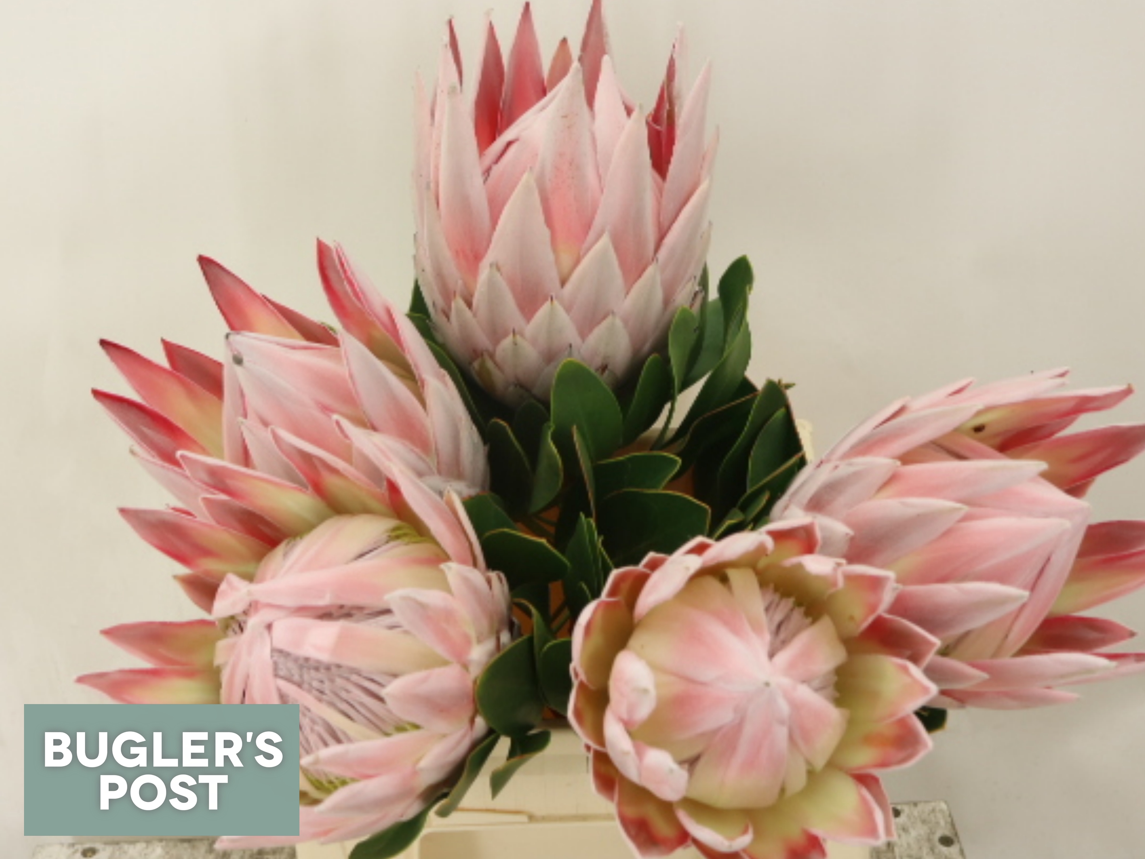 Protea Cynaroides 40cm
