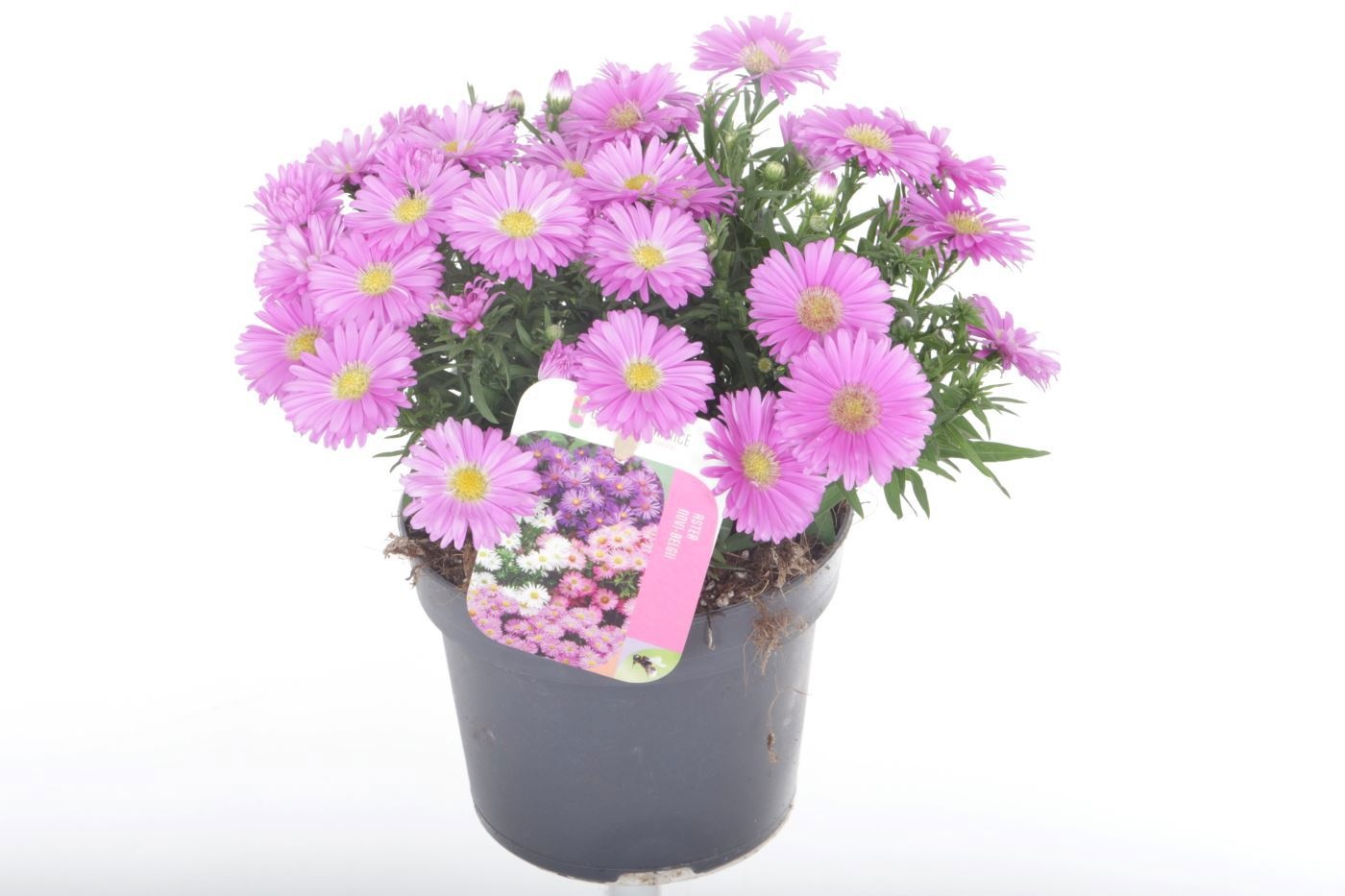 Aster Novi-belgii Magic Pink