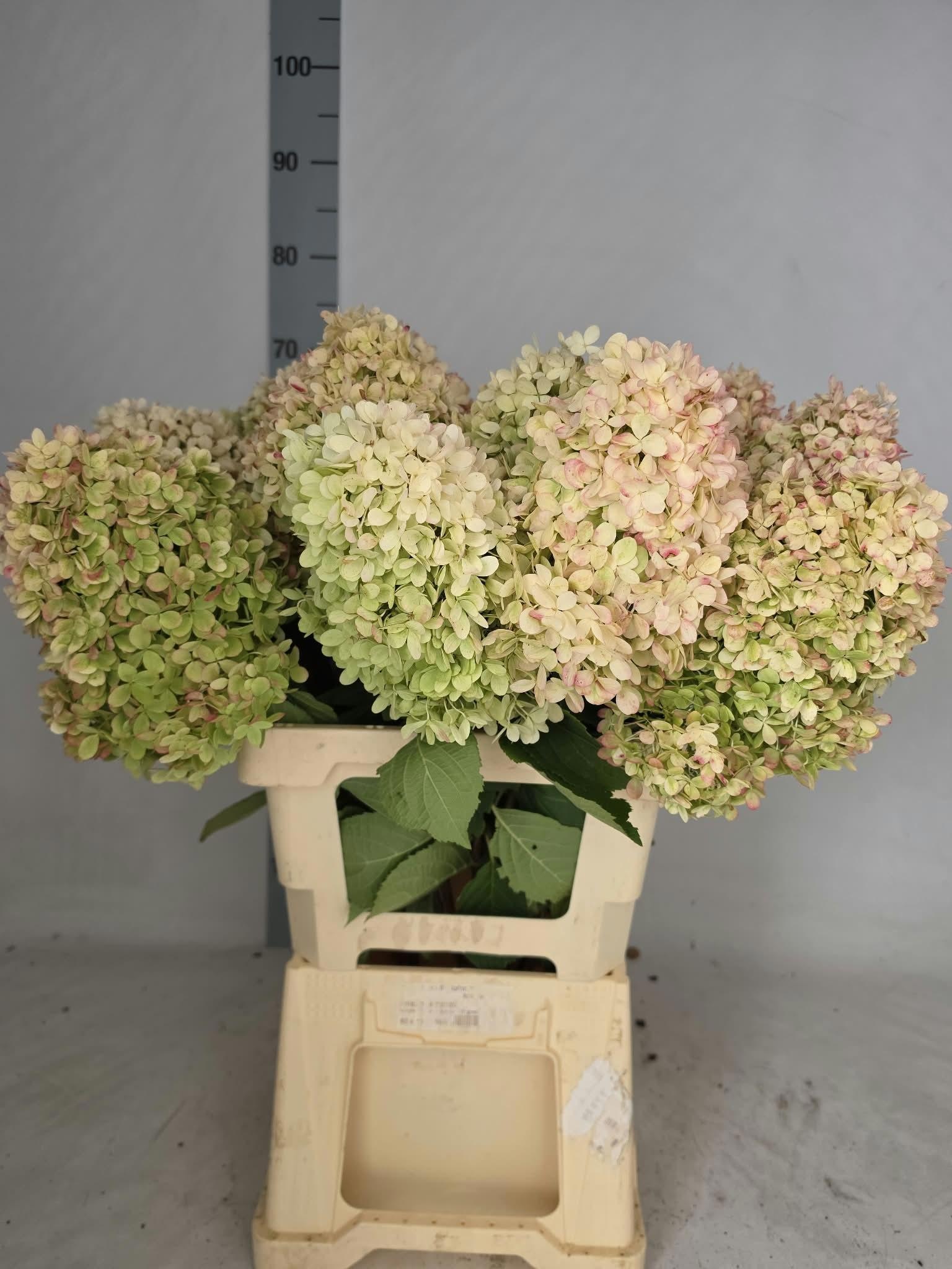 Hydr Pa Limelight