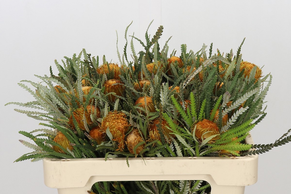 Dryandra Formosa 50cm