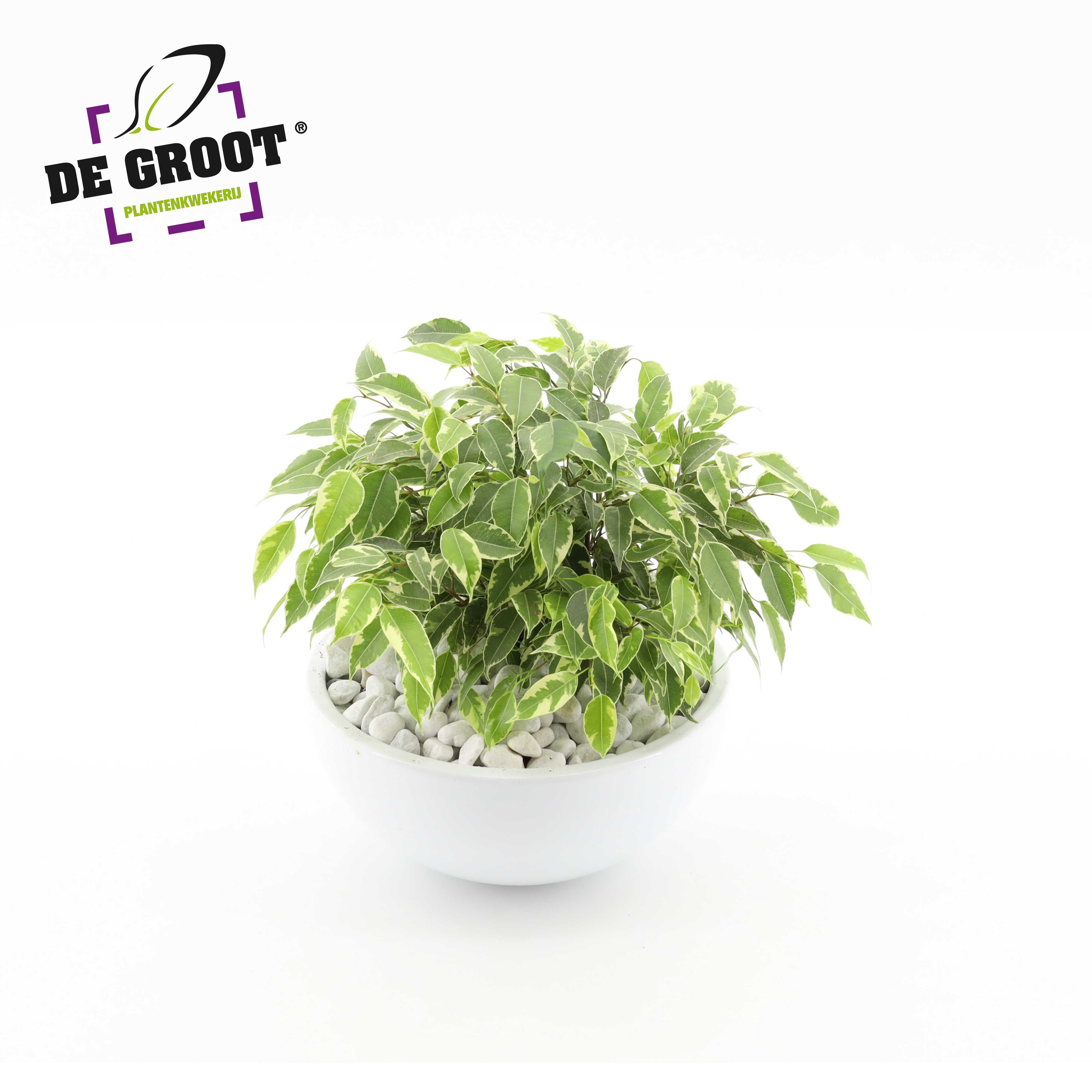 Picture of Ficus Kinky arr. in bowl P22