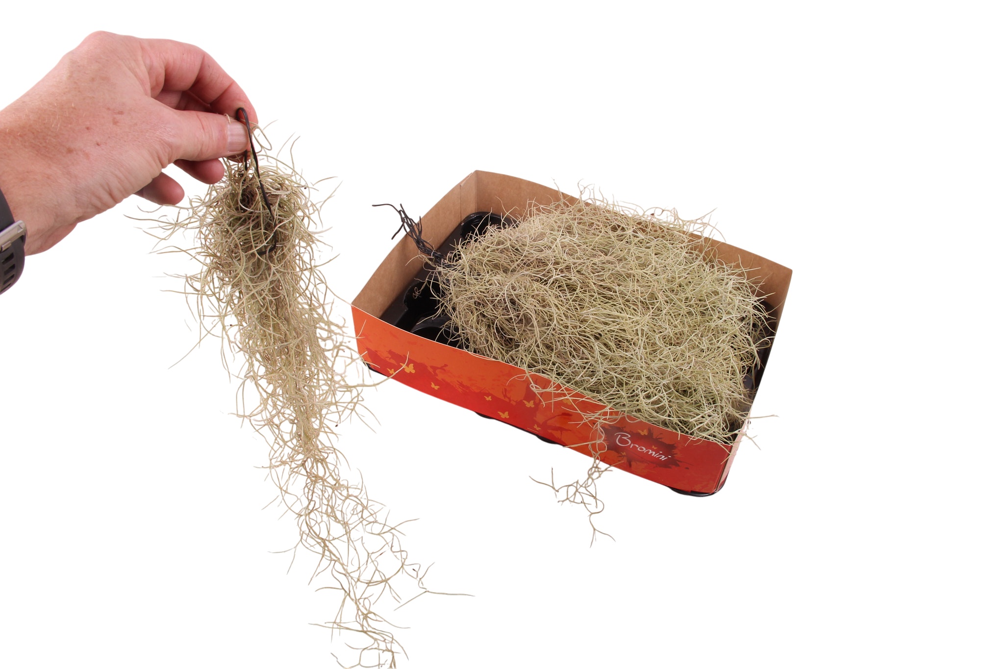 Till Usneoides