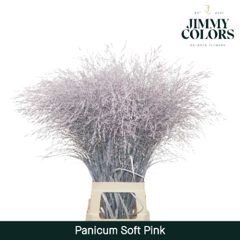 Panicum L90 Soft Pink