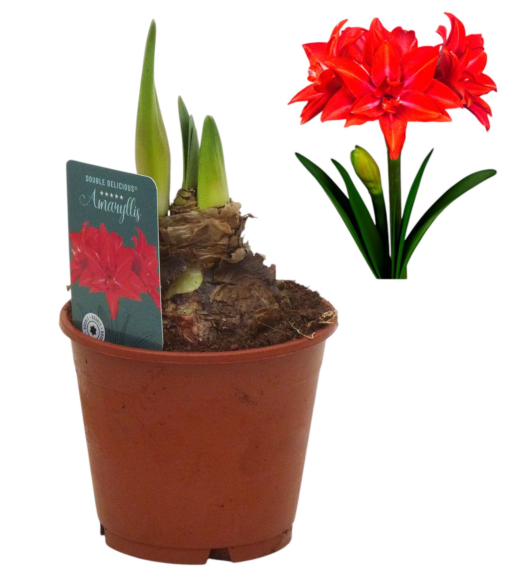 Hippeastrum Double Delicious dubbelbloemig