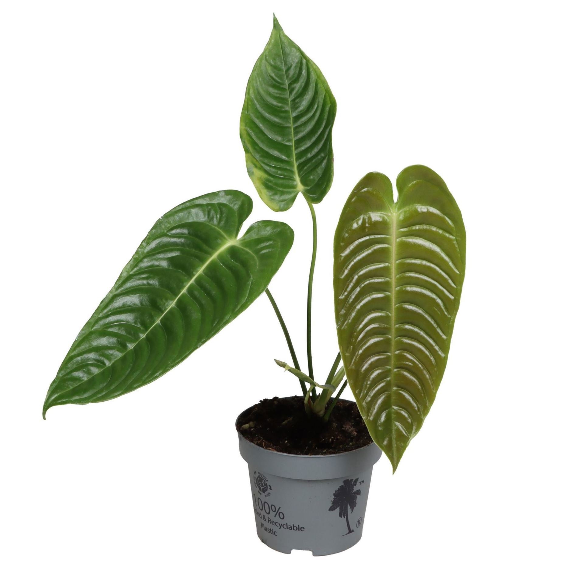 Anthurium Veitchii