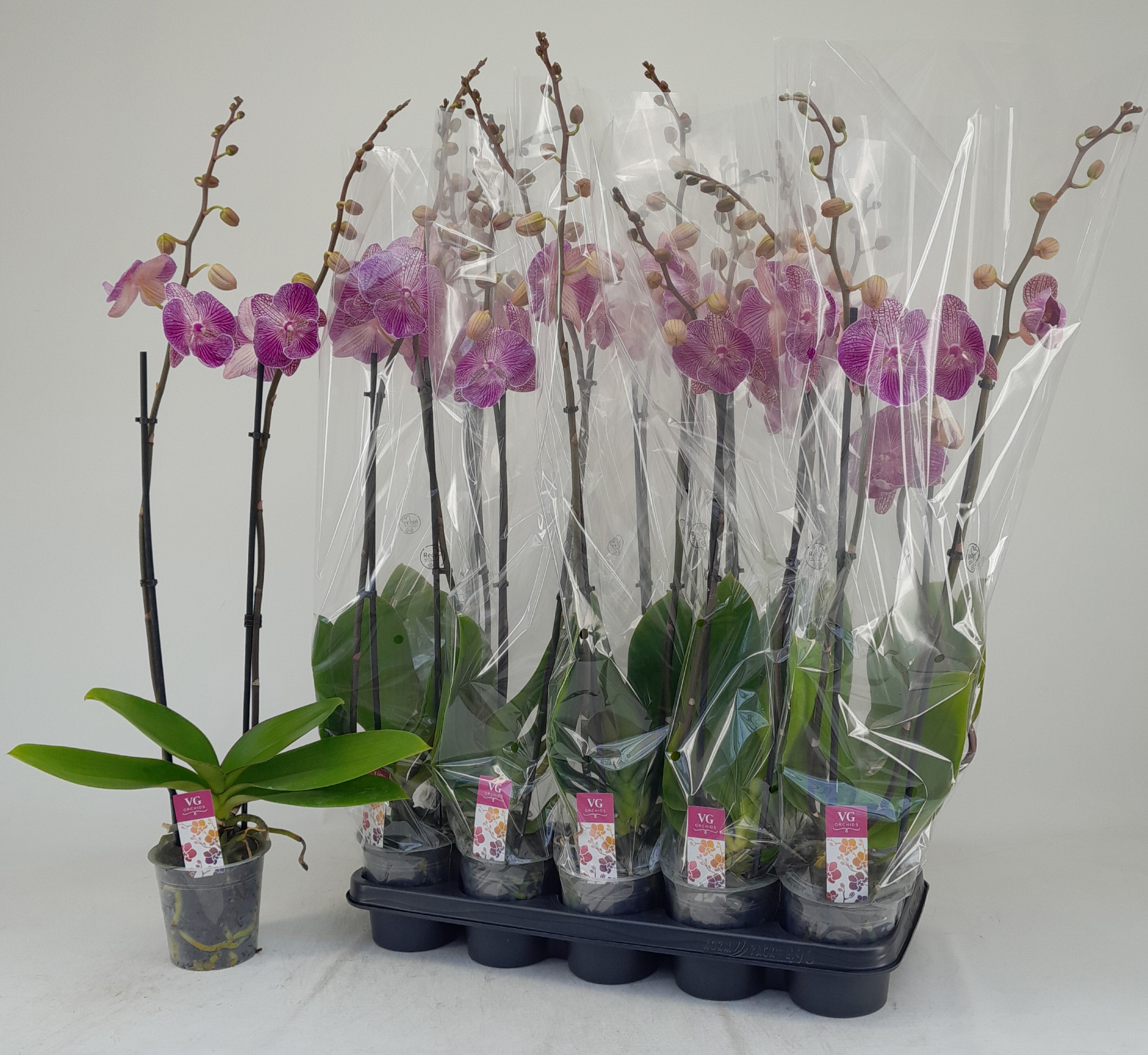 Phal Ov Roze 12Ø 80cm