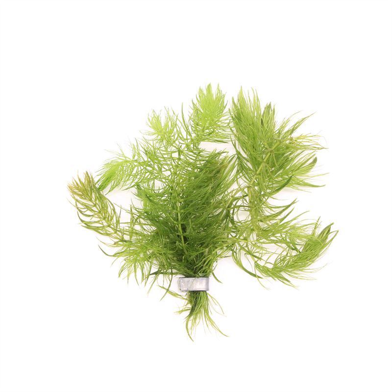 Ceratophyllum demersum bos