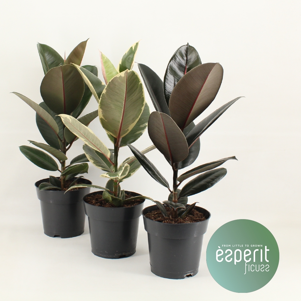 Picture of Ficus elastica varieties P17 55CM