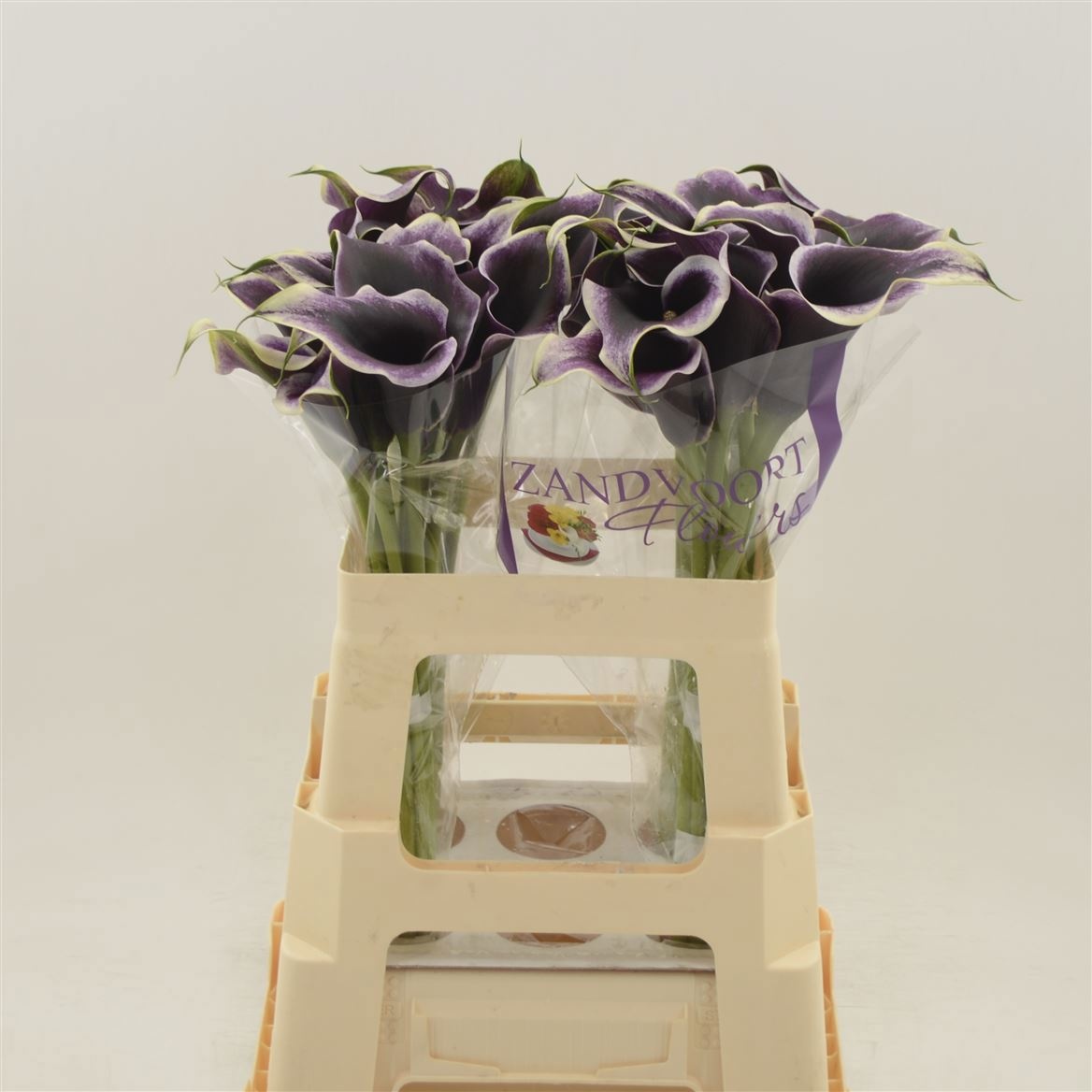 Calla Dubai Nights 55cm