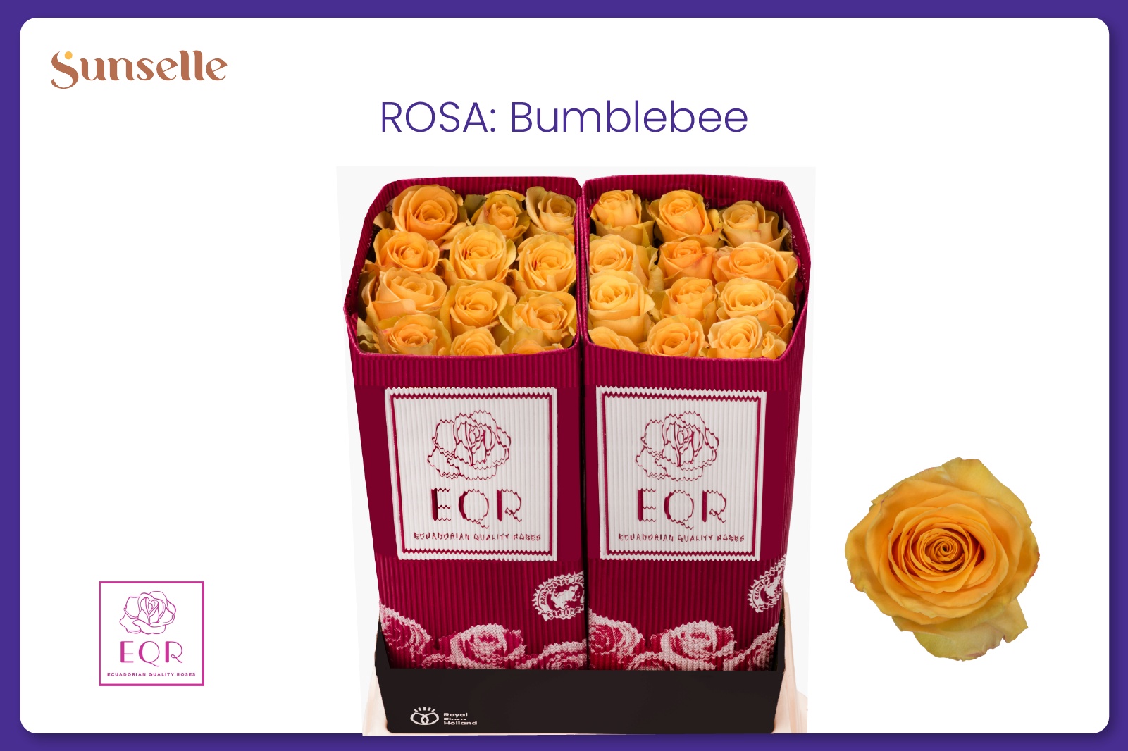 Rosa Bumblebee 60cm