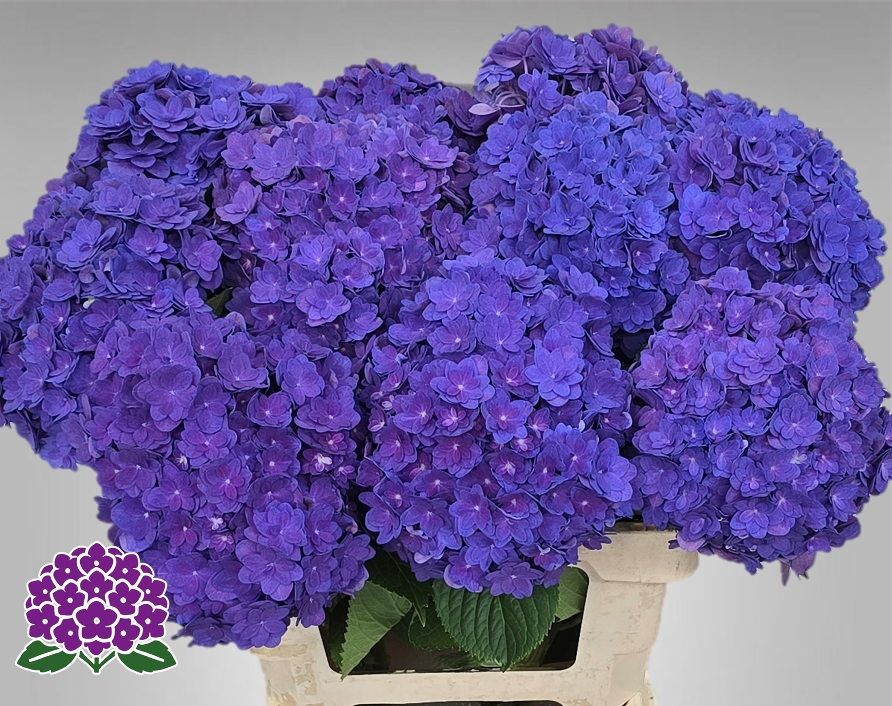 Hydrangea Royal Empire 60cm 18Ø