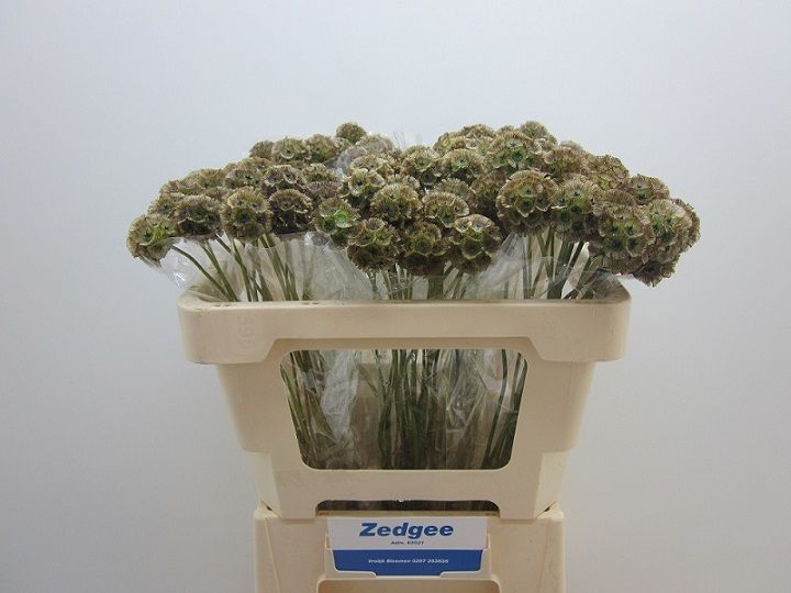 Scabiosa Pods 50cm