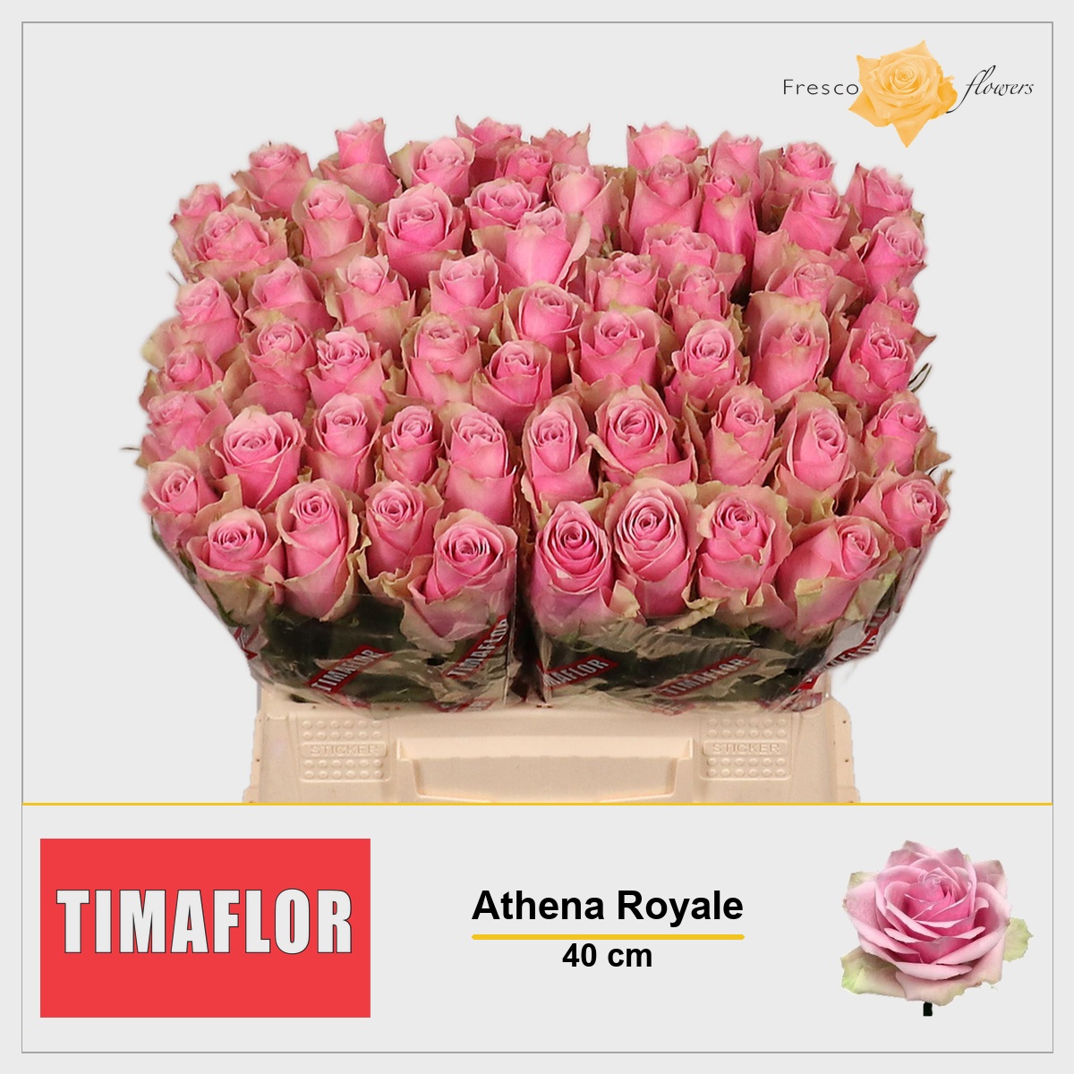 Rosa Athena Royale 40cm