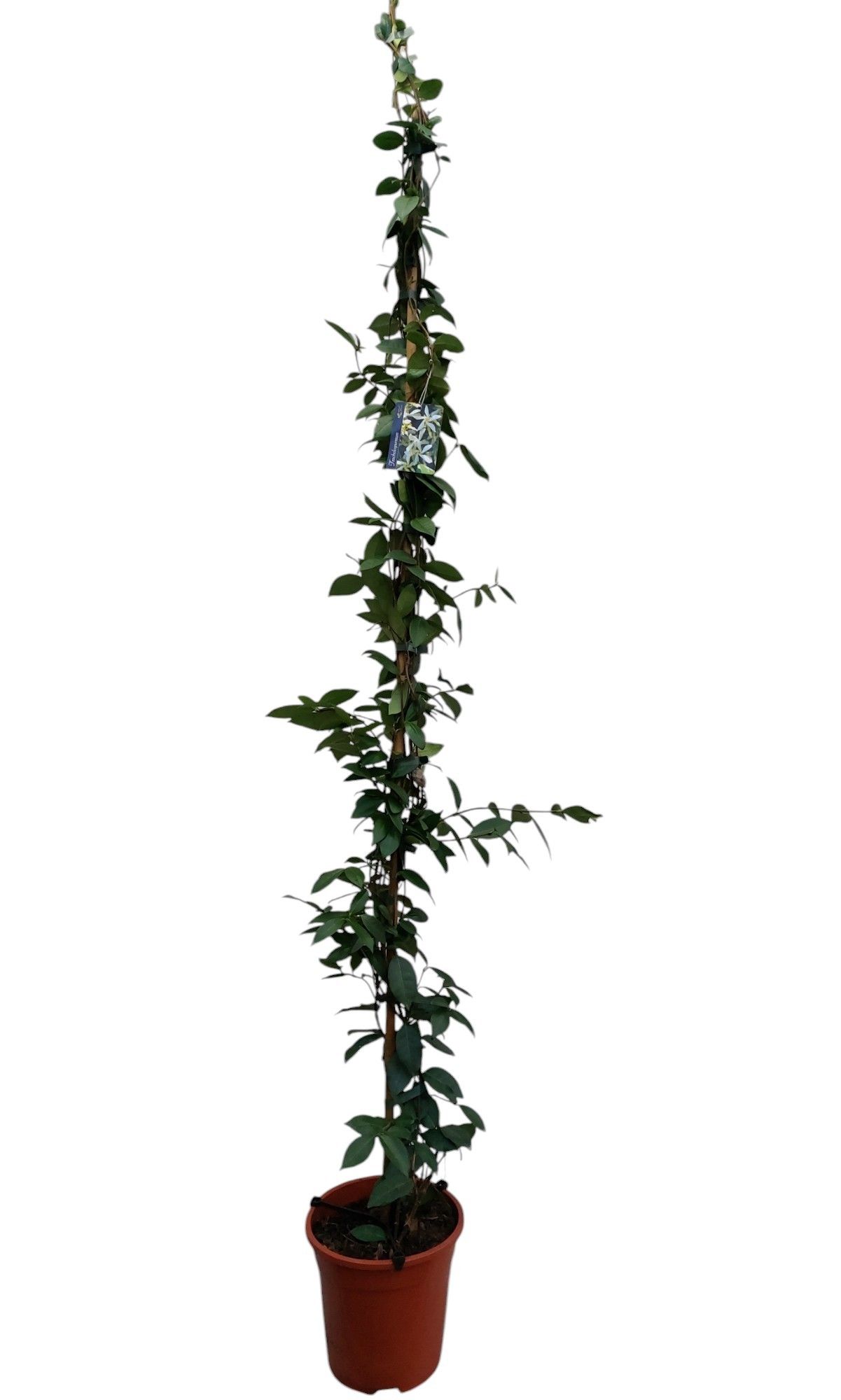 Trachelospermum jasminoides bamboo STOK