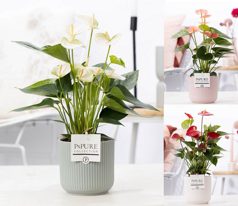 Anthurium Andr. mixed trolley P&PURE Sophie cer. ass.3 Deco pot ceramics |  Gardenline