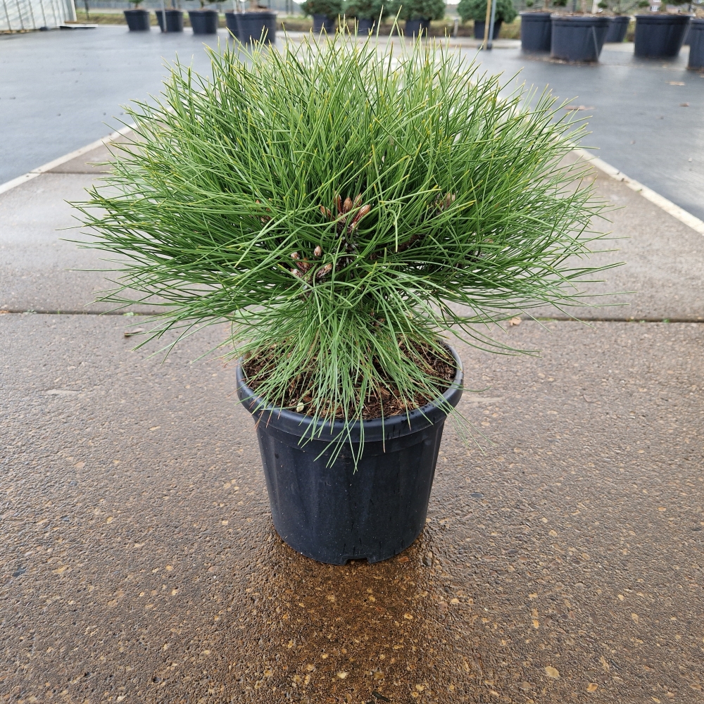 Picture of Pinus nigra Marie Bregeon C6 20/30