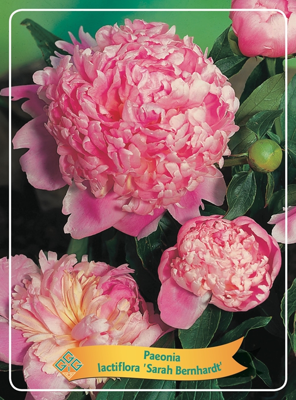 Picture of Paeonia Lactiflora Mix CC P11