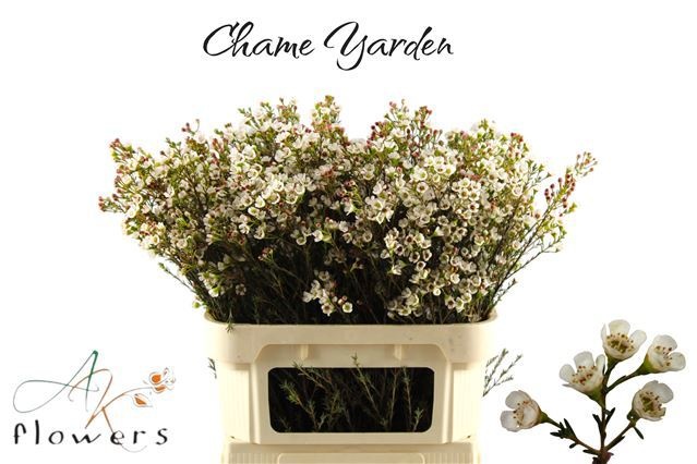 Chame Yarden 80cm 55gram