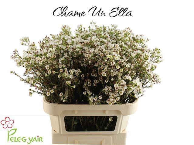Chamaelaucium Ella 80cm 80gram