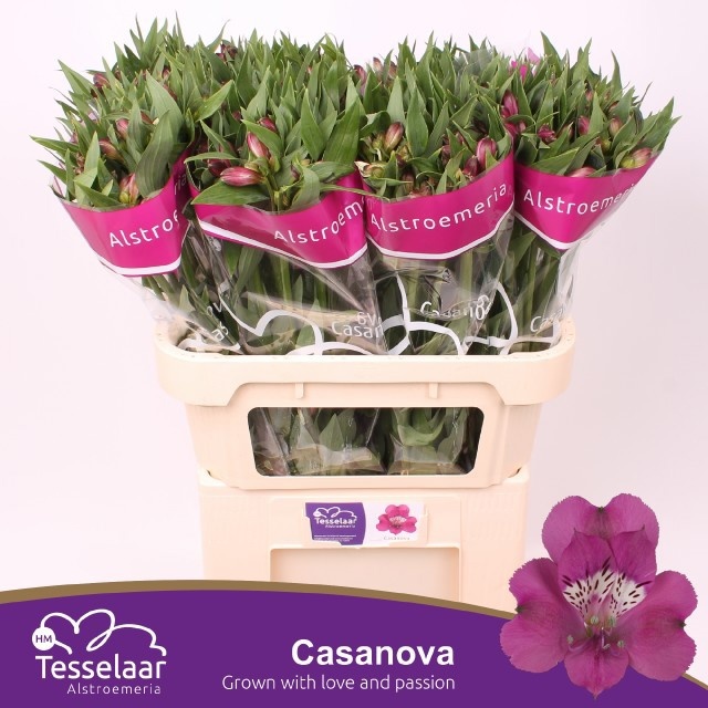 Alstroemeria Casanova ALSTR CASANOVA | OZ Planten