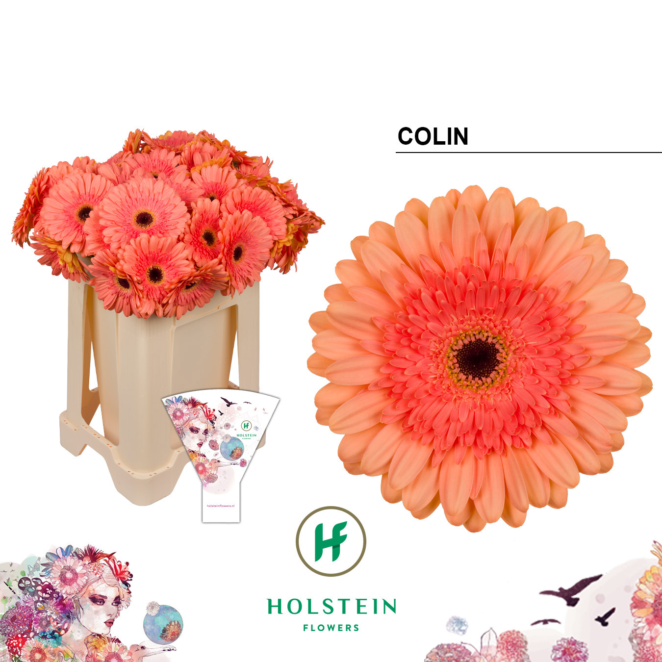 Gerbera Colin Water