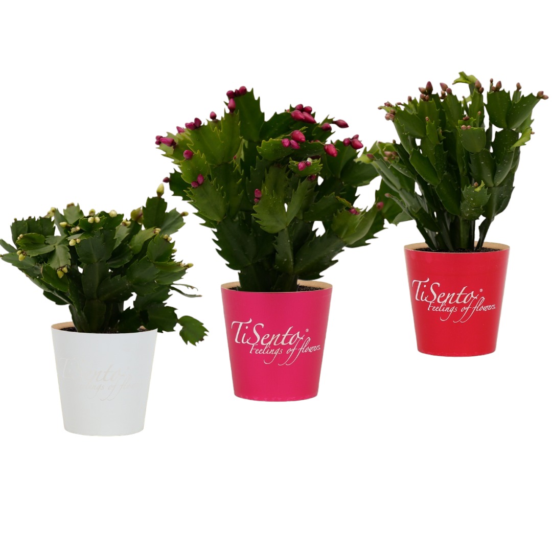 Picture of Schlumbergera truncata TiSento Smartcup P12 30CM