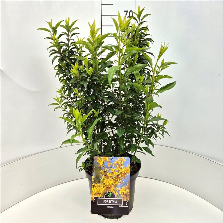 Picture of Forsythia int. Minigold P29 (10 Ltr) (LOOSE)